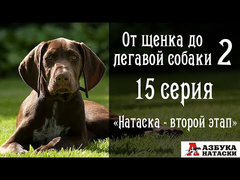 Видео: Второй этап натаски собаки!