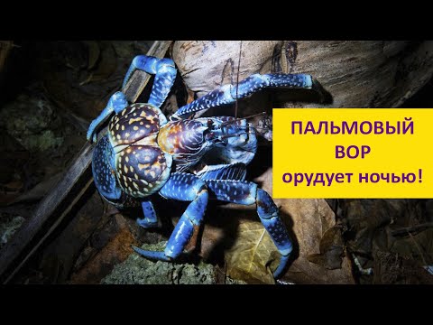 Видео: Что ворует пальмовый вор? Наталья Носова
