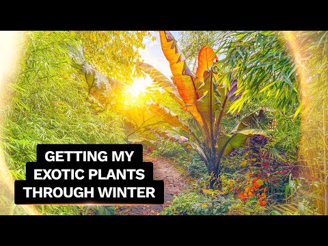Видео: Зимний тур в джунглях сада — подготовка экзотических растений к зиме