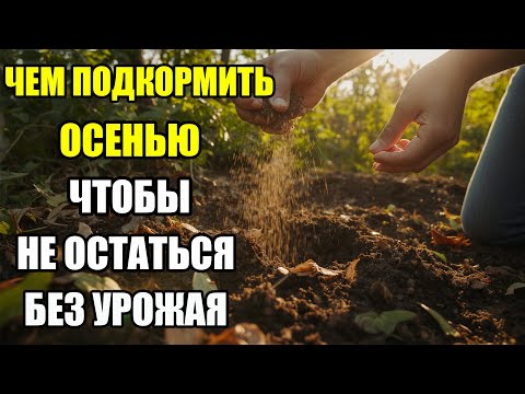 Видео: СЕННИЕ ПОДКОРМКИ — УРОЖАЙ БУДЕТ ОГРОМНЫЙ! СЕКРЕТ ОСЕННЕЙ ПОДКОРМКИ — ГАРАНТИЯ БОЛЬШОГО УРОЖАЯ