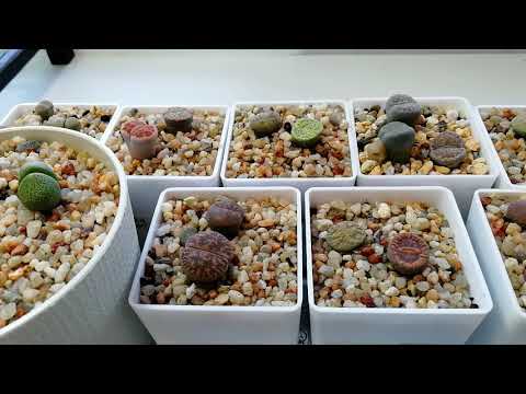 Видео: Литопсы после пересадки, первые потери. Сеянцы литопсов через 3 недели.