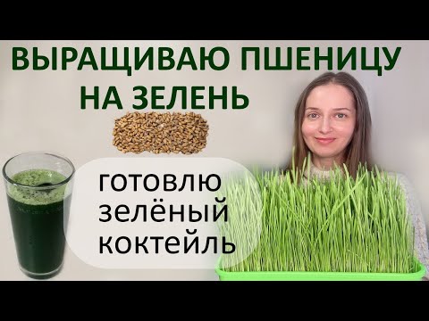 Видео: Витграсс готовим сами. Целебное зелье с подоконника.
