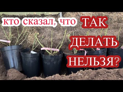 Видео: НИЧЕГО ОСЕНЬЮ НЕ САЖАЮ. Отправляю саженцы зимовать в прикоп.