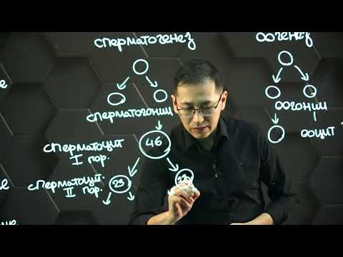 Видео: Гаметогенез. Стадии гаметогенеза человека. 11 класс.
