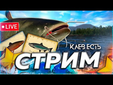 Видео: 🍁 ПО РАЗДАЧАМ 🍂 ЧАВЫЧА ЯМА СОМ АХТУБА ПАЛИЯ АРХИПЕЛАГ МОРЕ 120 ЯМА С МЕСТА Русская Рыбалка РР4