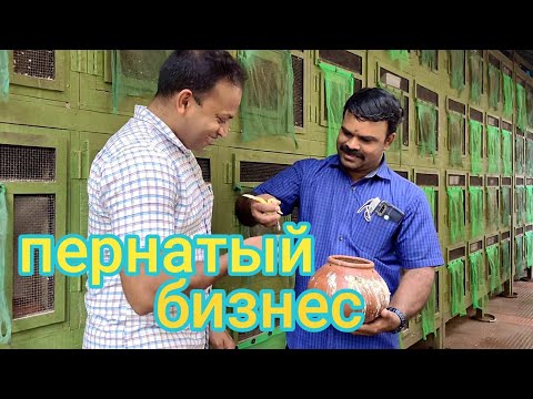 Видео: Индийская ферма. Выгодно ли Разводить Птиц для Продажи! #индия