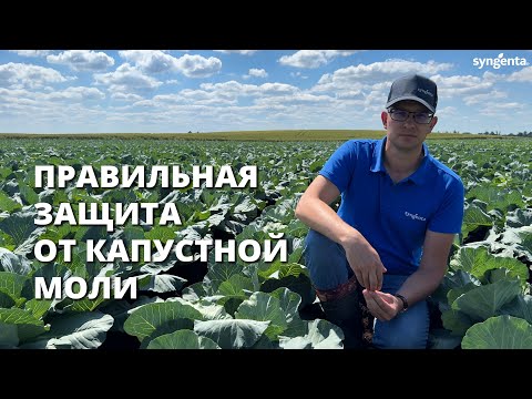 Видео: Правильная защита от капустной моли. Защита капусты от вредителей!