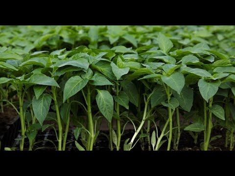 Видео: ПРОСТОЙ СПОСОБ ПОСЕЯТЬ СЕМЕНА ПЕРЦА! ВСХОДЫ 100%, РАССАДА КОРЕНАСТАЯ и УРОЖАЙНАЯ