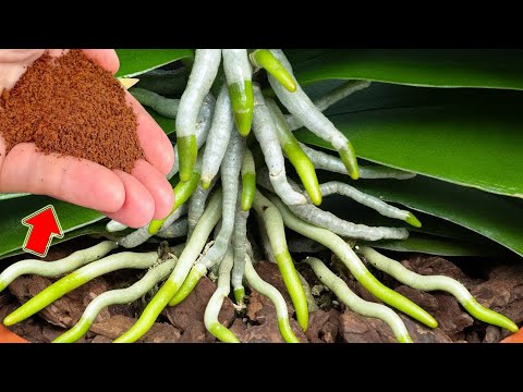 Видео: Посыпьте немного сверху! А слабые орхидеи цветут непрерывно круглый год!