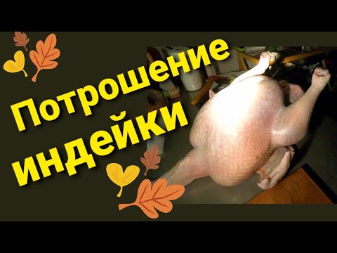 Видео: Потрошение бройлерной индейки