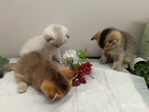 Видео: Котята от Люси