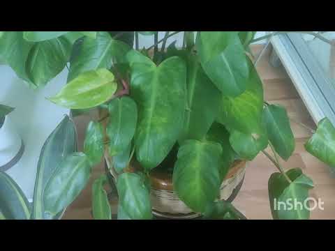 Видео: Цветочный обзор.