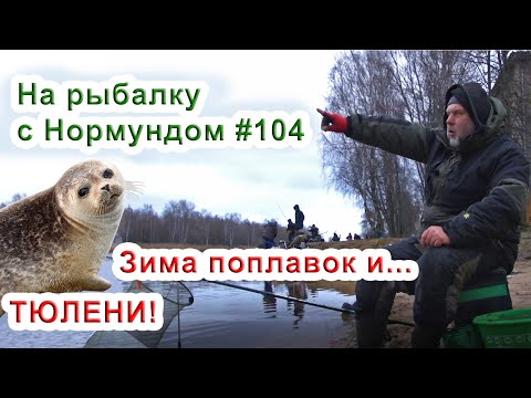 Видео: Зима, поплавок и.. ТЮЛЕНИ! / На рыбалку с Нормундом #104