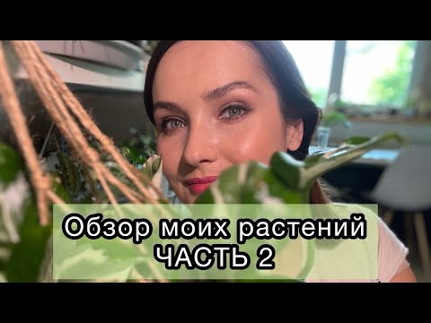 Видео: 🪴БОЛЬШОЙ ОБЗОР МОИХ ЛЮБИМЫХ РАСТЕНИЙ | НЕПРИХОТЛИВЫЕ РАСТЕНИЯ | ЧАСТЬ 2 🌿 растения в квартире