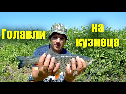 Видео: Голавли без ума от этой наживки в конце июня! Клюет на каждой проводке! Трофейный голавль на кузнеца