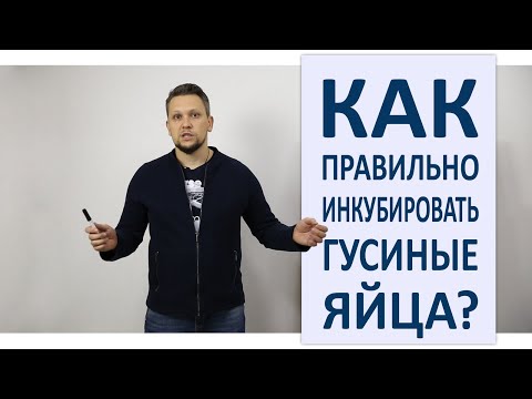 Видео: Инкубация гусиных яиц / Режим инкубации гусей в домашних условиях