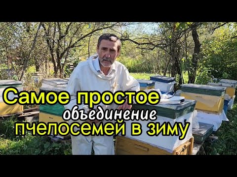 Видео: Самое простое объединение пчелосемей в зиму