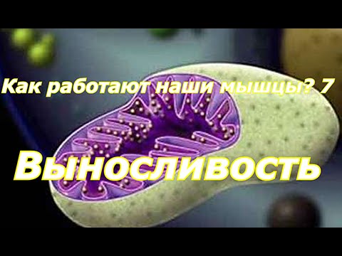 Видео: Как работают мышцы? #7.  Выносливость