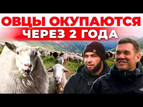 Видео: Добавил 10 кг каждой овце! Секреты ОВЦЕВОДСТВА от кавказского фермера
