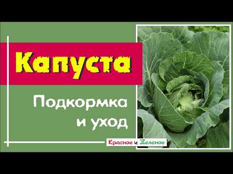 Видео: Три вида капусты. Летние подкормки и уход