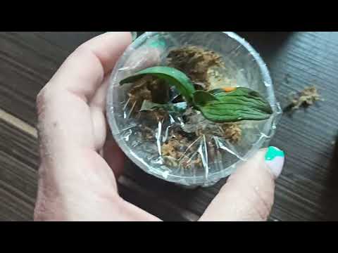 Видео: Корни полезут в короткий срок. Наращиваем корни над мхом