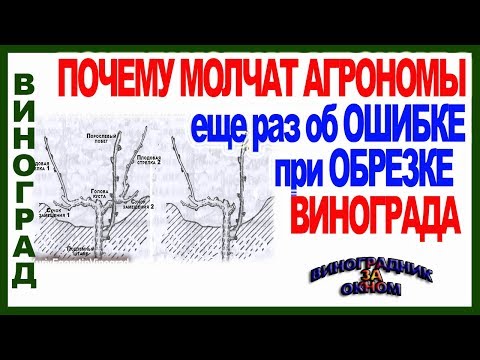 Видео: 🍇 О чем  молчат агрономы! Эта ошибка при обрезке лишит Вас урожая. Школа виноградаря.  Часть №10