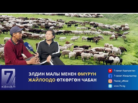Видео: ЭЛДИН МАЛЫ МЕНЕН ӨМҮРҮН ЖАЙЛООДО ӨТКӨРГӨН ЧАБАН