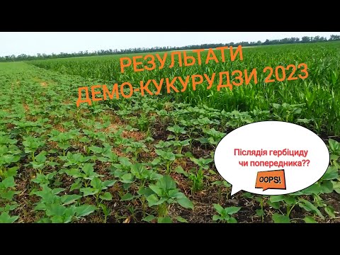Видео: Результати демо-кукурудзи 2023! //Урожайність vs вологовіддача, що краще вибрати?