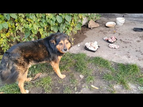 Видео: Завезли корм дачним котикам і були в котоквартирі🐈‍⬛🐈