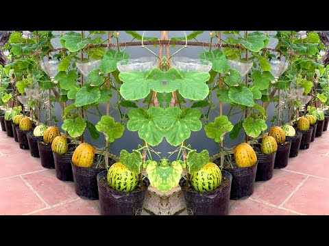 Видео: Удивлен, как вырастить дыни дома, чтобы получить очень большие и сладкие плоды