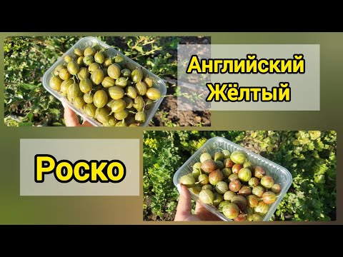 Видео: Крыжовники Роско и Английский жёлтый