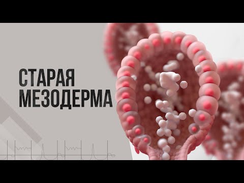 Видео: Зародышевый листок старая мезодерма | ГНМ