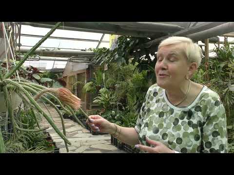 Видео: Царица ночи.