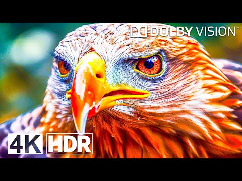 Видео: Видео 4K ULTRA HD - Лучший Dolby Vision - 4K HDR 120FPS