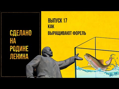 Видео: Как выращивают форель. Сделано на родине Ленина. Выпуск № 17. 12+