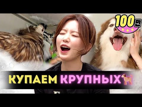 Видео: 🐕Клиент не ДВИГАЙТЕСЬ или заплатите больше! Помылись все!🐳