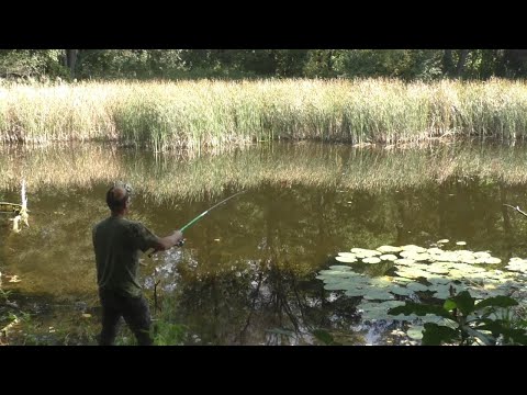 Видео: Как ловить карася в сентябре. Рыбалка на поплавок в сентябре.