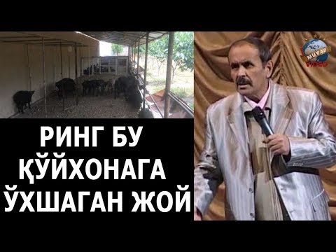 Видео: Hojiboy Tojiboyev - Ring qo`yxonaga o`xshagan joy | Хожибой Тожибоев - Ринг бу қўйхонага ўхшаган жой