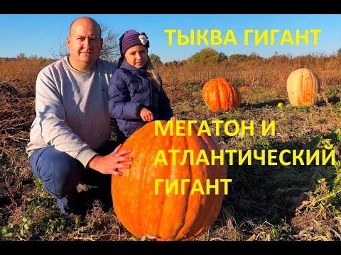 Видео: Гигантская тыква МЕГАТОН