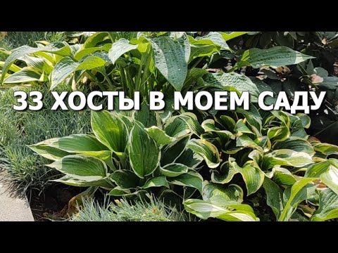 Видео: 33 Хосты в моем саду | Хосты: уход, где посадить, компаньоны