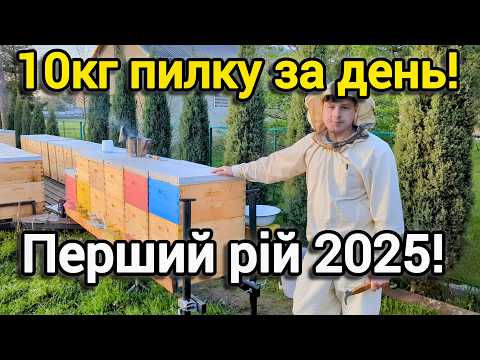 Видео: Зібрали рекордний урожай пилку! Перший рій у цьому році!