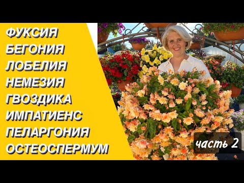 Видео: Цветы для кашпо и вазонов, которые не уступают петунии. Часть 2.