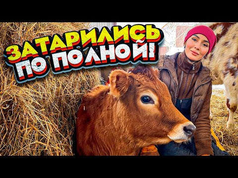 Видео: Обзор козовника и возвращение Блудного БАРСИКА | Молодая Ферма