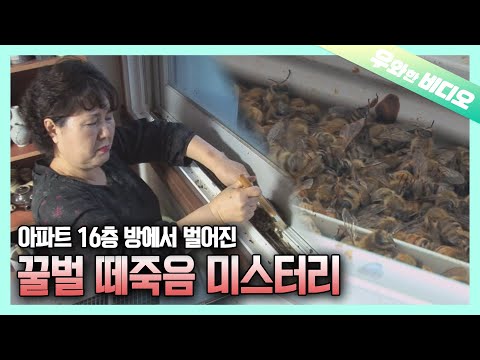 Видео: Почему в моей комнате умирают пчелы?