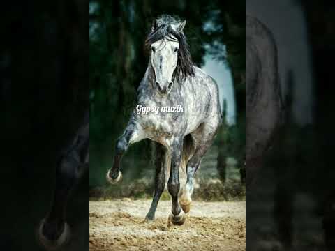 Видео: 🥀Выйду в чисто поле я,выведу мэ серого коня🥀💔душевный трек💔/хит2022