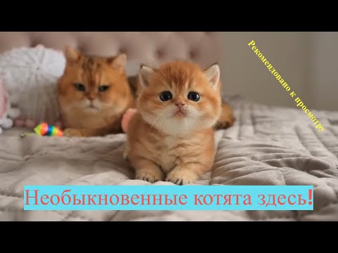 Видео: Самые странные котята 🐾