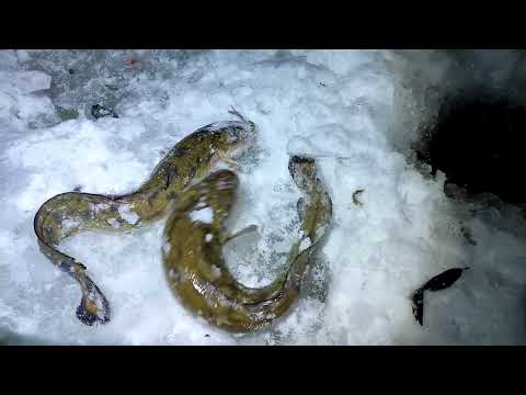 Видео: Зимняя рыбалка на налима ночью.