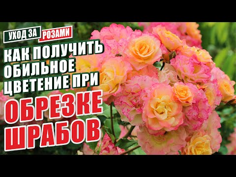 Видео: ПРАВИЛА ОБРЕЗКИ ШРАБОВ. КАК ПОЛУЧИТЬ ОБИЛЬНОЕ ЦВЕТЕНИЕ В СЕЗОН? ОСЕННЯЯ ОБРЕЗКА РОЗ.