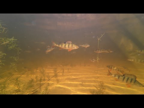 Видео: Дневное погружение в Ладожское озеро, сентябрь.