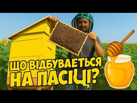 Видео: Огляд  вуликів у липні: аналіз медозбору